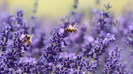 why-does-planting-flowers-help-bees