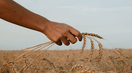 wheat-protein-firmer-skin