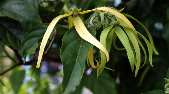 Why Ylang-Ylang is the Ultimate Mood-Booster